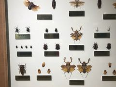 -上海昆虫博物馆