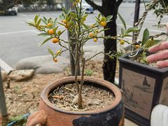 -头上红煨盐鸡乡村食府