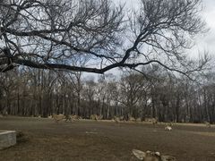 -森工平山皇家鹿苑景区