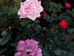 -人民公园(罗湖区)