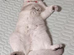 -爱侣宠医·鹦鹉专科·小型哺乳类·异宠专科(灵石路店)