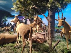 -国家自然博物馆