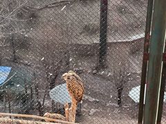 -青藏高原野生动物园