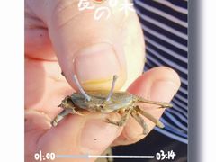 -南汇新城海滩
