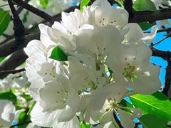 -桃花堤公园