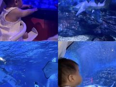 -烟台海昌鲸鲨海洋公园