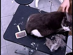 -爱洗澡的猫(天河路店)