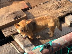 -蓝湾碧波·老字号·疍家非遗海上餐厅