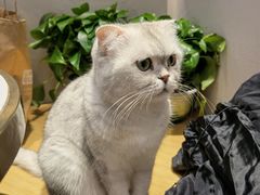 -飞行喵MR PILOT|猫舍·猫咖(静安大融城店)