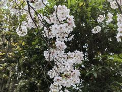 -高东镇樱花园