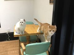 用餐区-猫色咖啡·猫咖