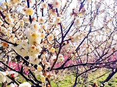 景点-上海海湾国家森林公园