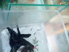 -Rabbit Cafe私房西餐甜点咖啡(栖霞路店)