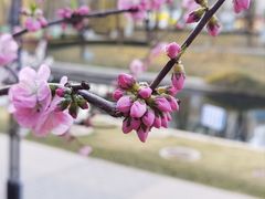 -海棠花溪(元大都城垣遗址公园)