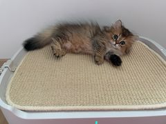 -momokira米努特·德文卷毛猫·棉花面纱犬