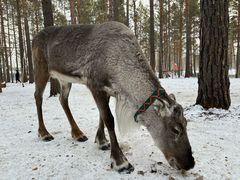 -北极村旅游风景区