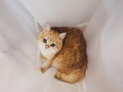 -东方名猫馆·英短金渐层布偶猫舍(环线广场1号楼店)