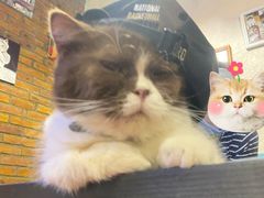 -猫小院猫主题咖啡厅(北锣店)