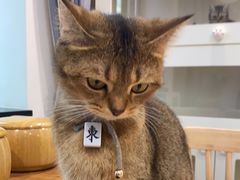 -楼上猫咖(罗湖店)