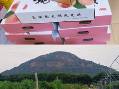 -老袁家蜜桃农场·阳山水蜜桃