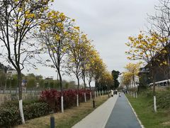 -长洲岛