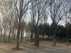 -大兴滨河森林公园