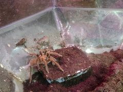 -上海大自然野生昆虫馆(东方明珠·爬宠昆虫探索中心)