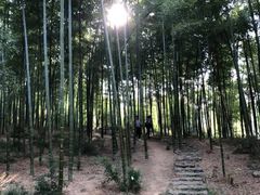 -宜兴龙背山森林公园