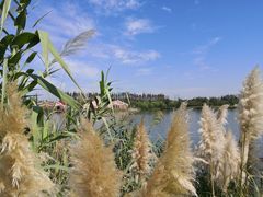 -上海长兴岛郊野公园