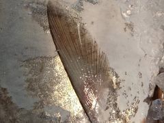 -吕四港大酒店-餐厅