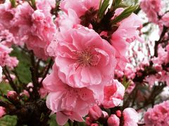 -南汇桃花村
