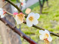-新虹桥中心花园
