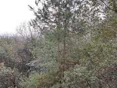 -西湖风景区-江洋畈生态公园