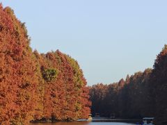 -上海海湾国家森林公园