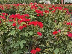 -亚龙湾国际玫瑰谷
