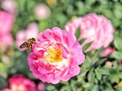 -人民公园(罗湖区)