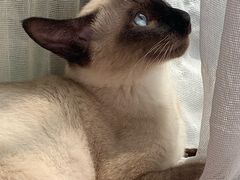 -袖虎·猫馆(体育西路店)