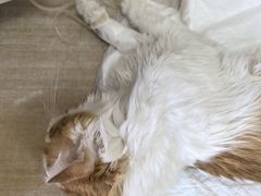 -北京观赏动物医院·24小时大型综合·猫专科·异宠专科