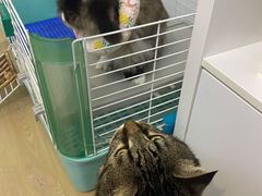 -艾贝尔宠物医院·24H转诊中心·肿瘤猫专科(江宁双龙店)