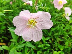 -上海吴淞炮台湾国家湿地公园