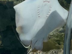 -上海海洋水族馆