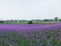 -紫颐香薰山谷景区