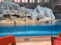 -帝企鹅自助餐厅•儿童岛•真企鹅(长隆企鹅酒店)