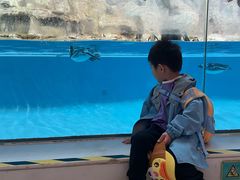 -帝企鹅自助餐厅•儿童岛•真企鹅(长隆企鹅酒店)