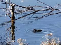 -野鸭湖国家湿地公园