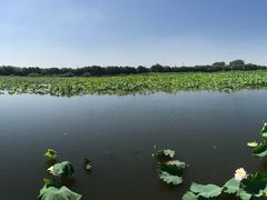-荷塘月色湿地公园·向阳花洲