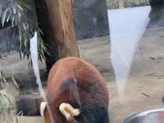 -武汉动物园