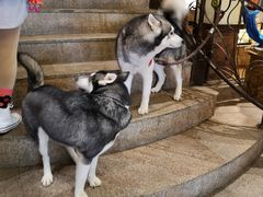 -more than meow吴止猫主题餐厅(承德 中船汇店)