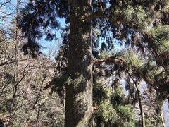 -天目山大树王景区