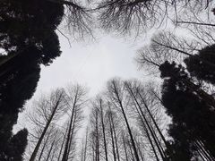 -武陵山森林公园